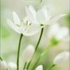 antoinette1226